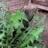 Taraxacum distantilobum