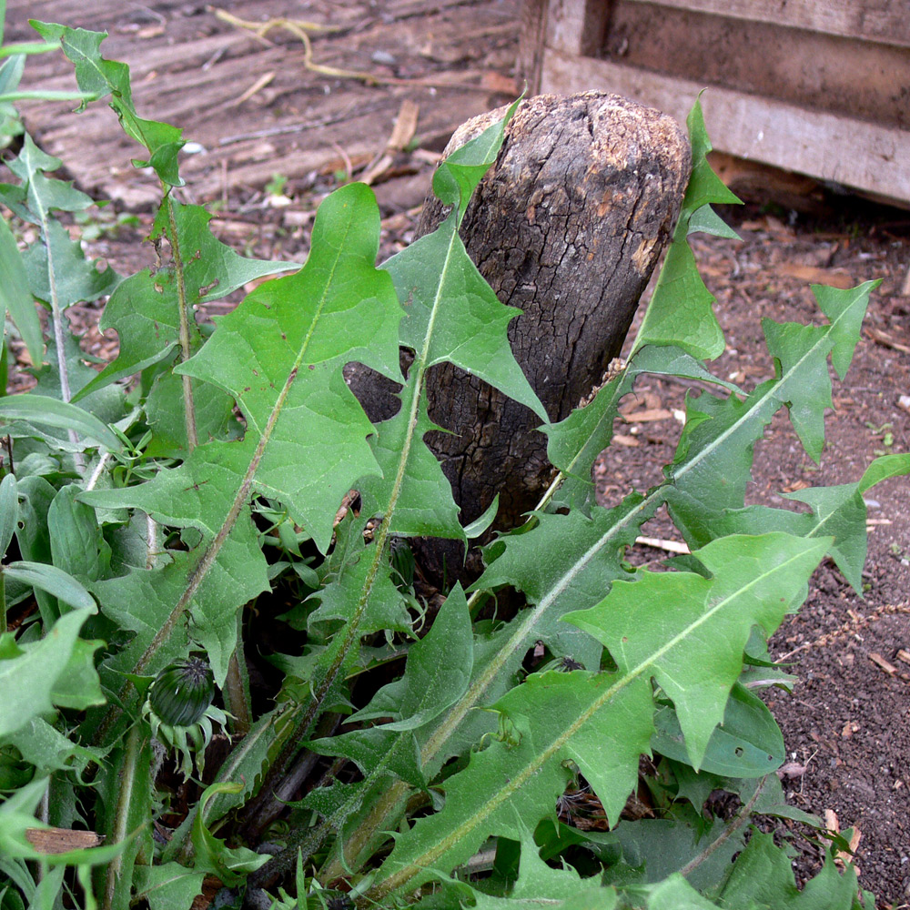 Изображение особи Taraxacum distantilobum.