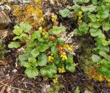 Ribes fragrans