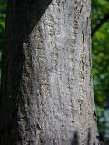 Pterocarya stenoptera