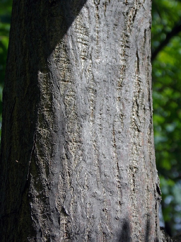 Изображение особи Pterocarya stenoptera.