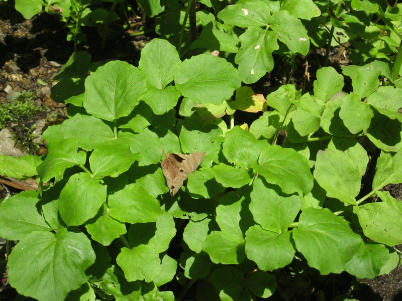 Изображение особи Cardamine yezoensis.