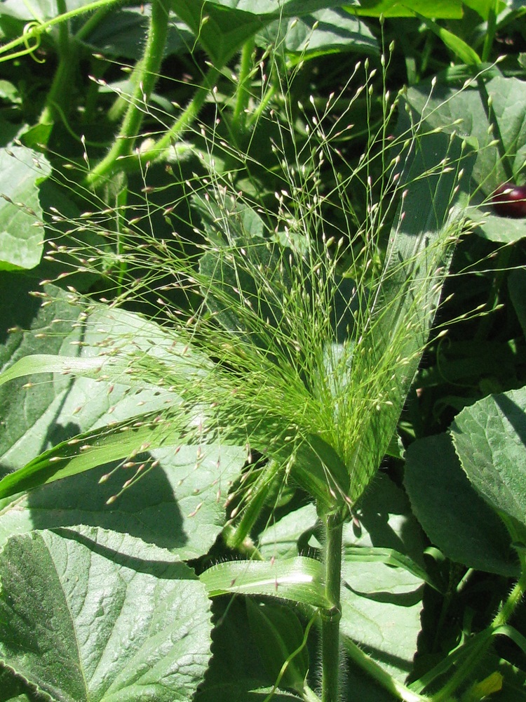 Однолетние злаковые. Просо Panicum capillare. Однолетние злаковые травы. Panicum bisulcatum. Просо волосовидное в букете.