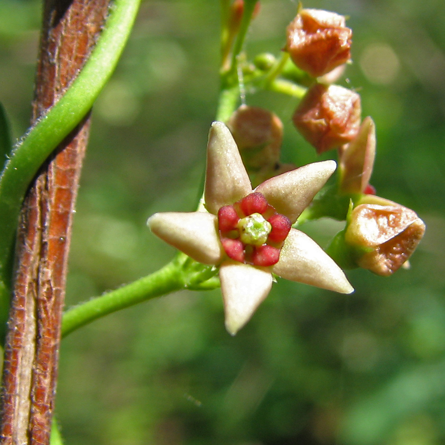 Image of Vincetoxicum rossicum specimen.