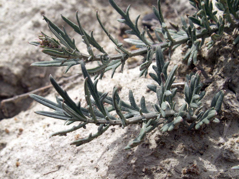 Изображение особи Dracocephalum bipinnatum.