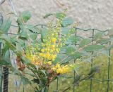 Mahonia &times; media