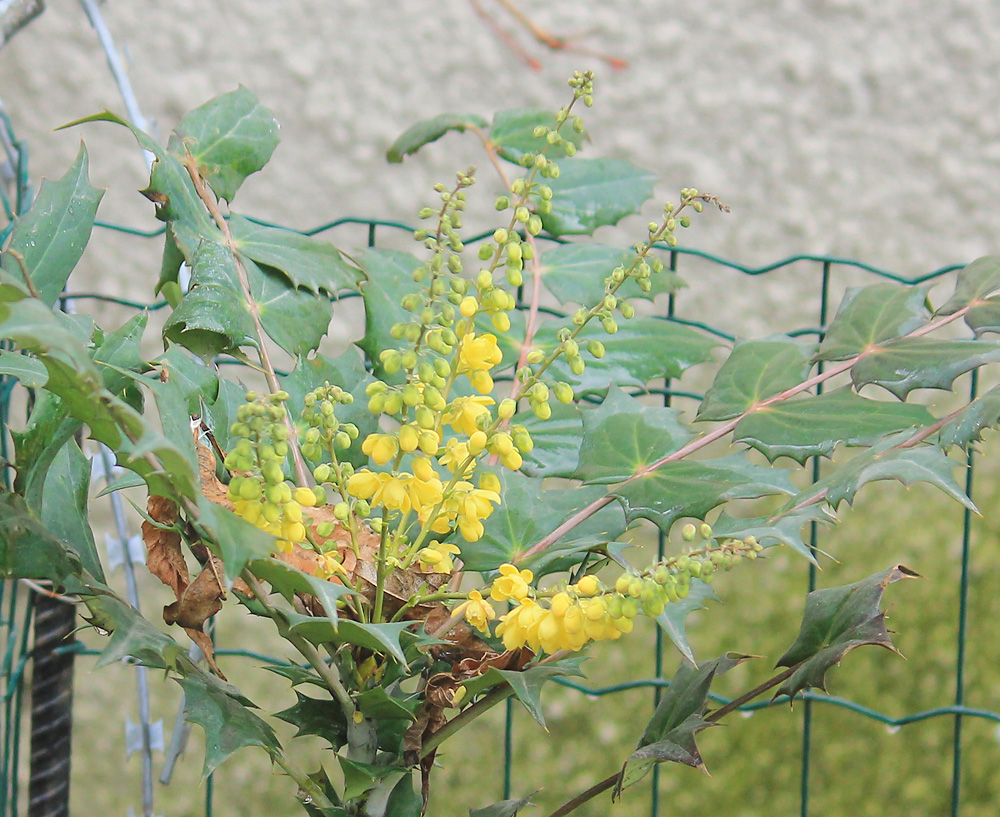 Изображение особи Mahonia &times; media.