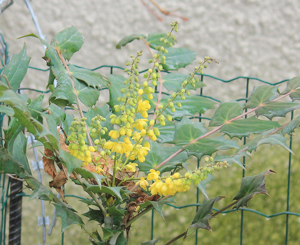 Image of Mahonia &times; media specimen.