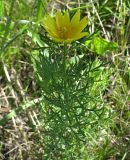 Adonis vernalis