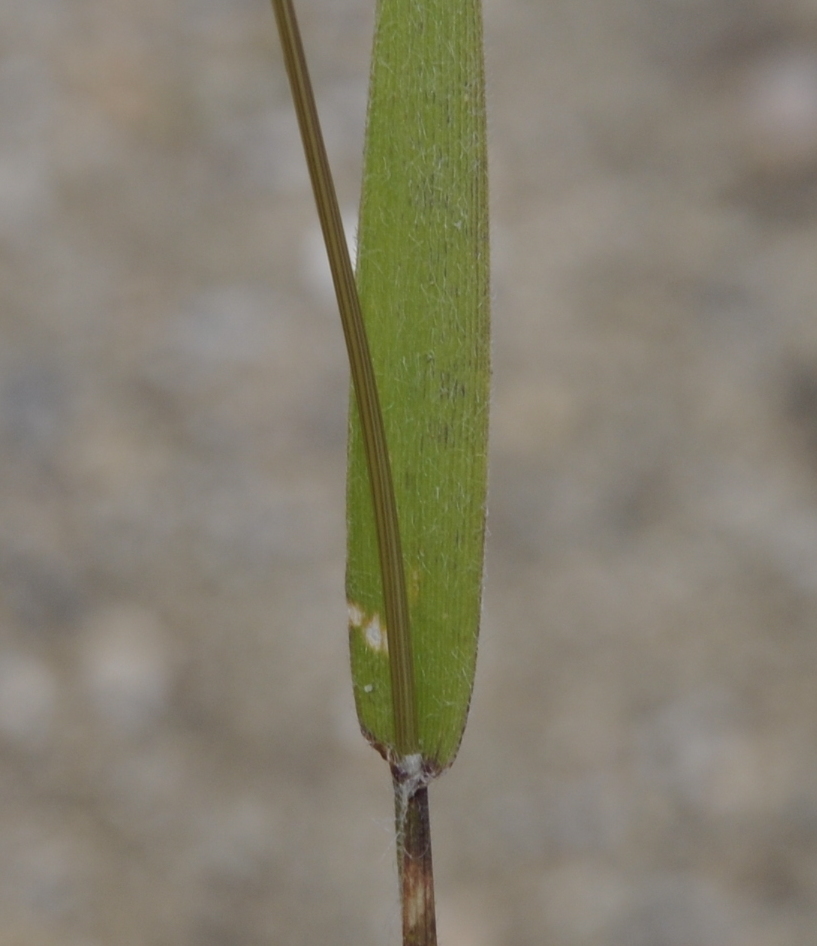 Изображение особи Rostraria cristata.