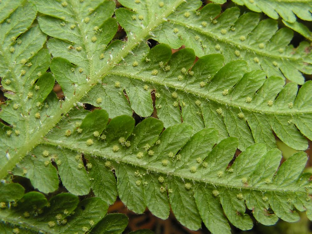 Image of Phegopteris connectilis specimen.