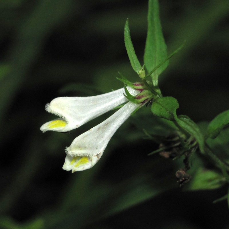 Image of Melampyrum pratense specimen.