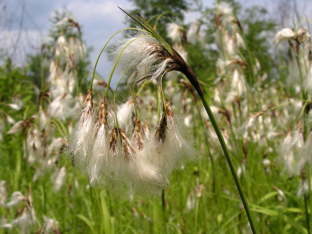 Image of Eriophorum komarovii specimen.