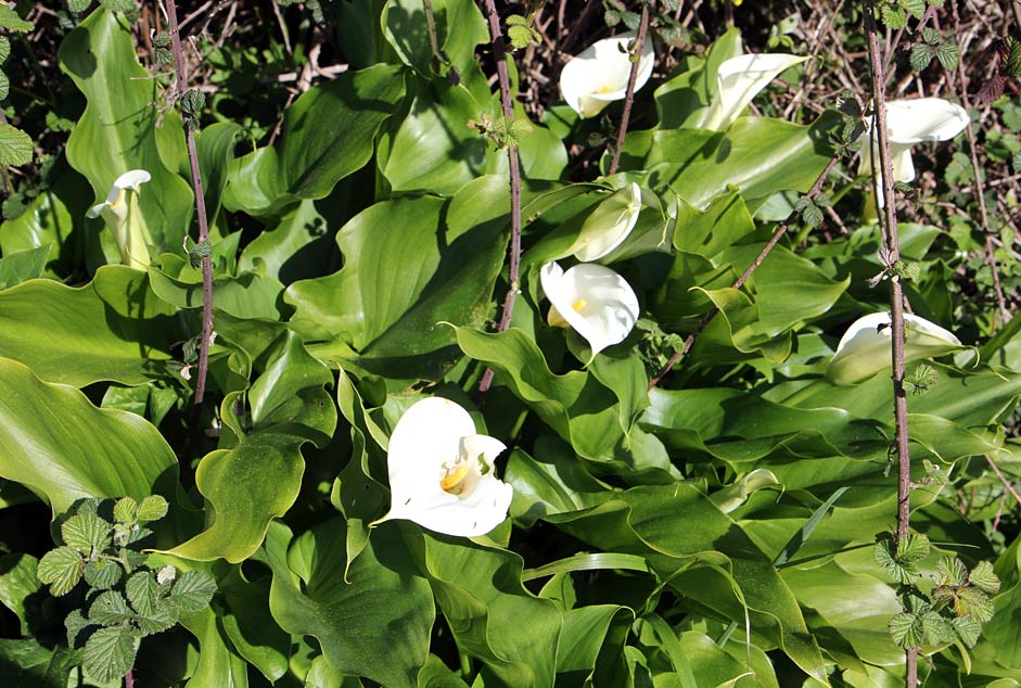 Image of Zantedeschia aethiopica specimen.