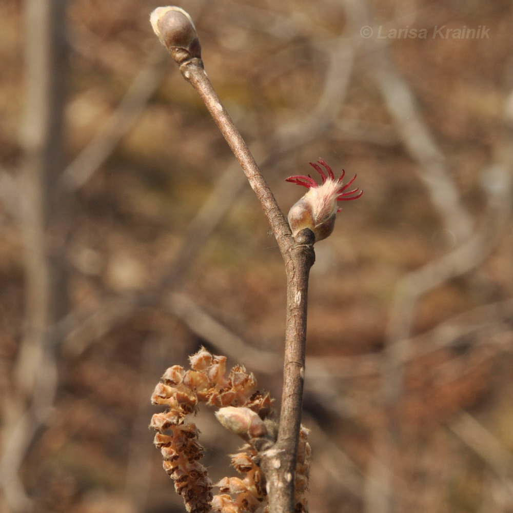 Изображение особи Corylus mandshurica.