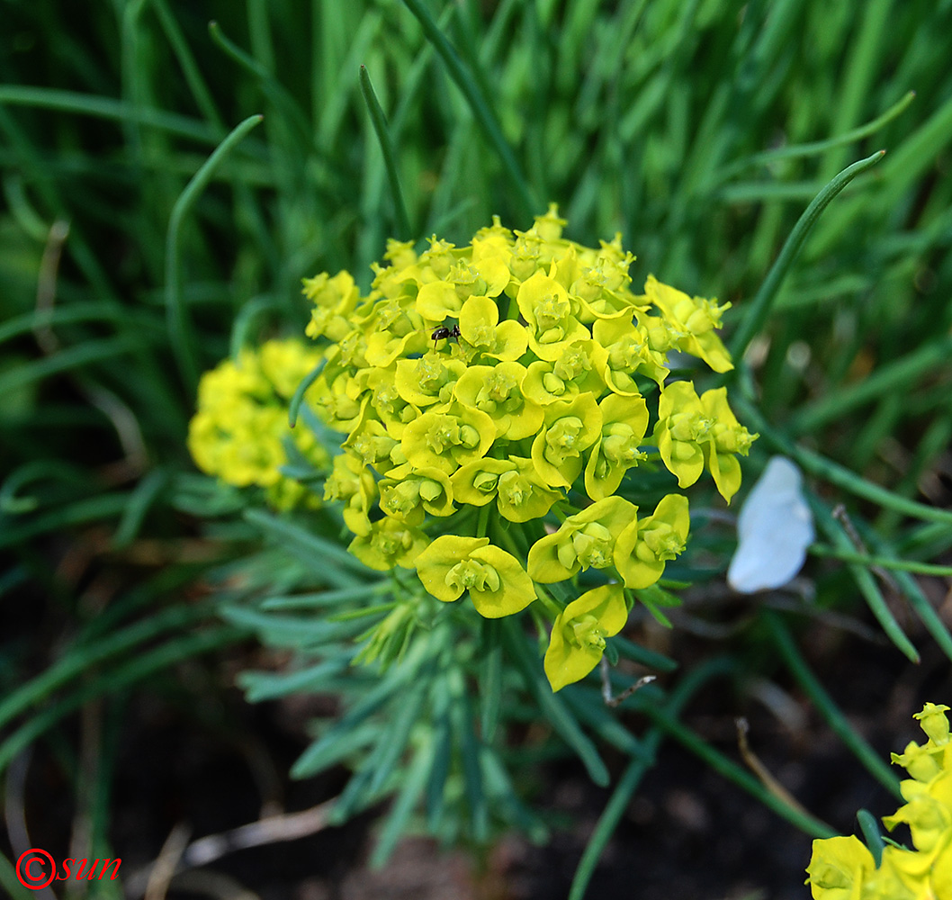 Image of Euphorbia cyparissias specimen.