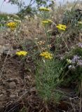 Achillea leptophylla. Цветущее и плодоносящее растение. Ростовская обл., Белокалитвенский р-н, окр. хутора Грушевка, каменистый склон балки. 23.06.2013.