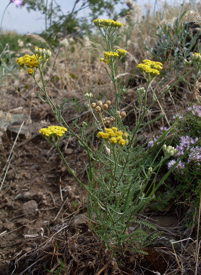 Изображение особи Achillea leptophylla.