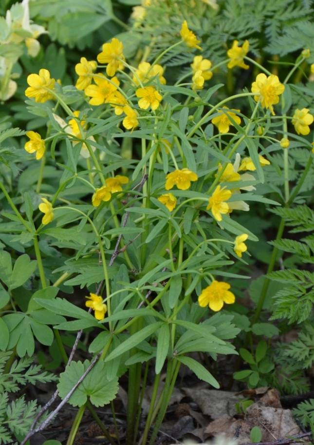 Изображение особи Ranunculus monophyllus.