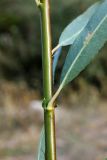 Salix pycnostachya