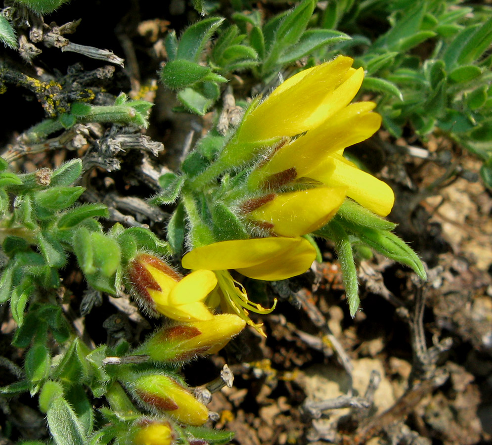 Изображение особи Genista albida.