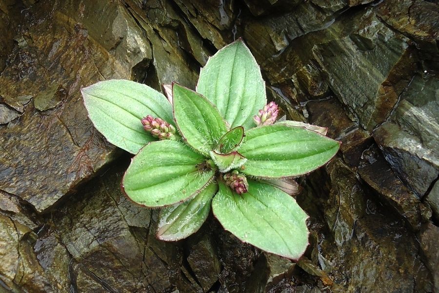 Изображение особи Plantago camtschatica.