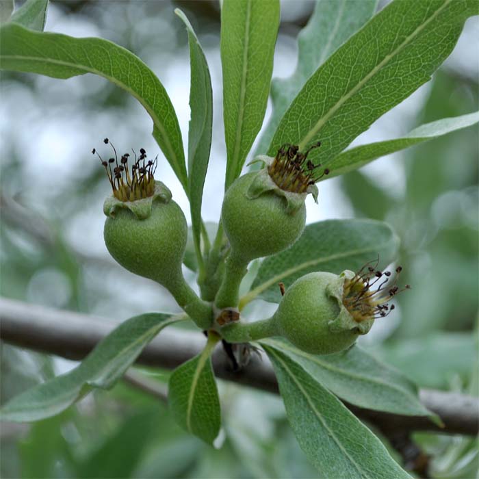 Изображение особи Pyrus salicifolia.