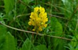 genus Medicago