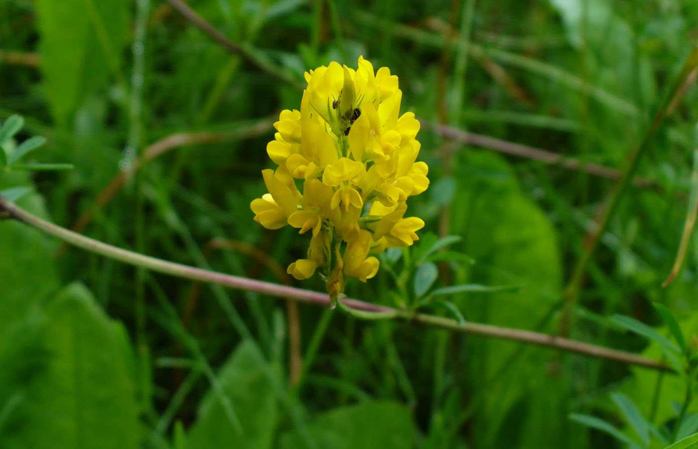 Image of genus Medicago specimen.