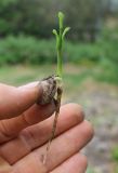 Ginkgo biloba. Проросток, проросший в теплице. Вологодская обл., Шекснинский р-н. 25.05.2014.
