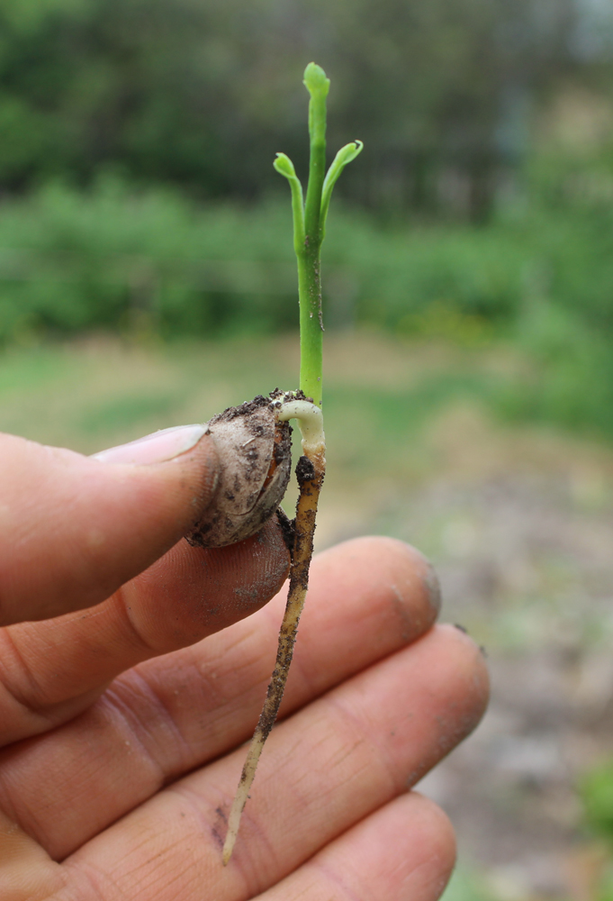 Изображение особи Ginkgo biloba.