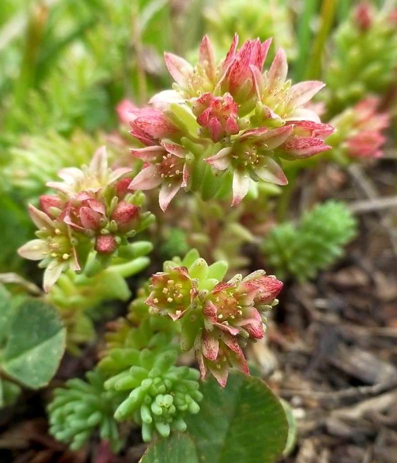 Image of Sedum tenellum specimen.