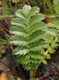 Potentilla anserina