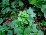 Chrysosplenium alternifolium. Плодоносящее растение в тени более высоких трав. Московская обл., Сергиево-Посадский р-н, окр. Абрамцево, хвойно-широколиственный лес. 08.06.2014.