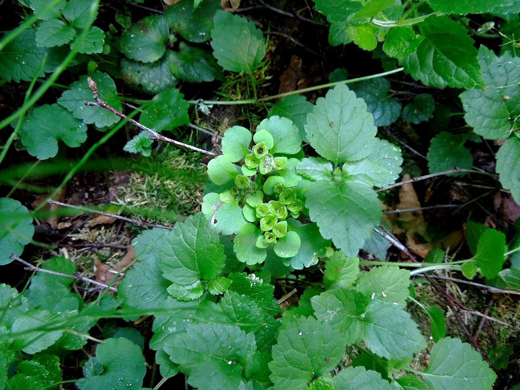 Image of Chrysosplenium alternifolium specimen.