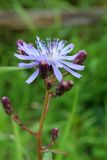 Lactuca sibirica