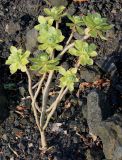 Aeonium arboreum