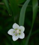 Parnassia palustris