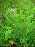 Astragalus danicus. Верхушка цветущего растения. Удмуртия, Завьяловский р-н, окр. д. Дуброво, суходольный луг. 18.07.2009.г.