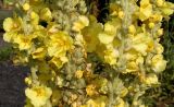 genus Verbascum. Средняя часть соцветия. Германия, г. Дюссельдорф, Ботанический сад университета. 03.07.2014.