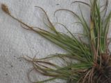 Kobresia stenocarpa. Цветущее растение (высота около 20 см, диаметр дернины примерно 6 см). Верховья реки Сары-Жаз (Терскей-Алатоо), август 2008 г.