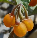 Solanum woronowii