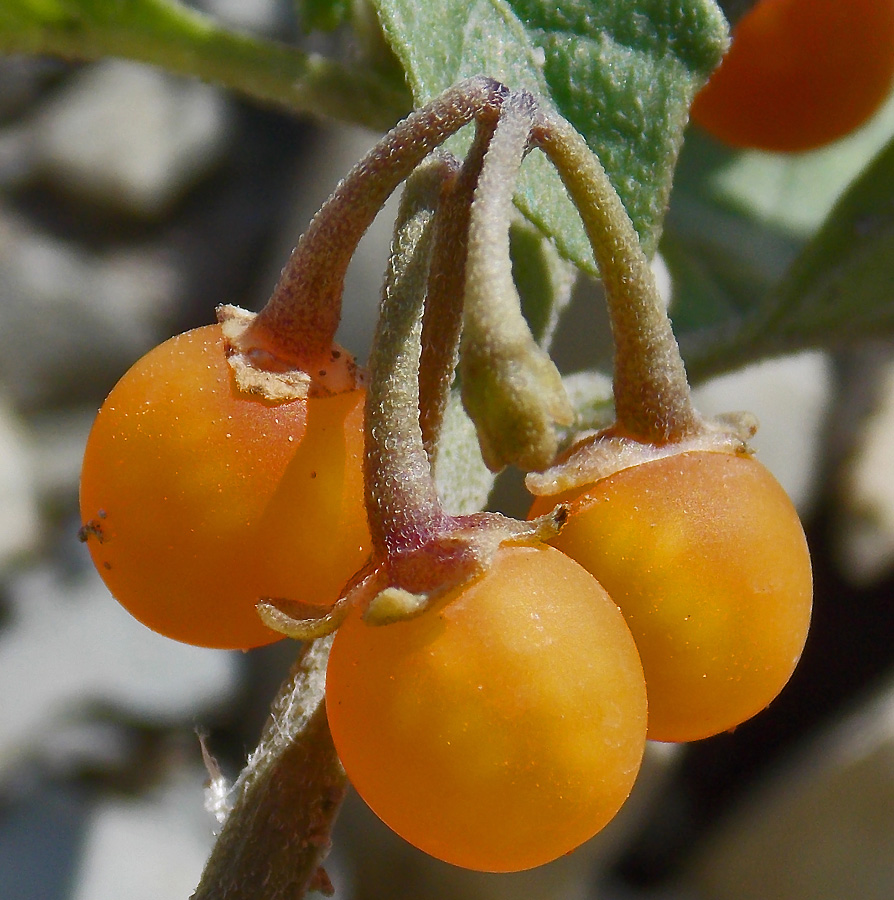 Изображение особи Solanum woronowii.