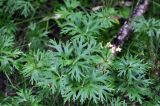Anemonastrum biarmiense