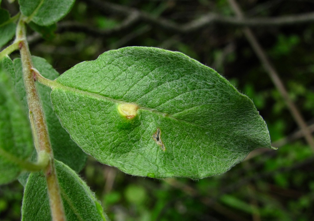 Изображение особи Salix lapponum.