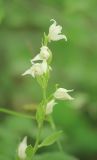 Cephalanthera epipactoides