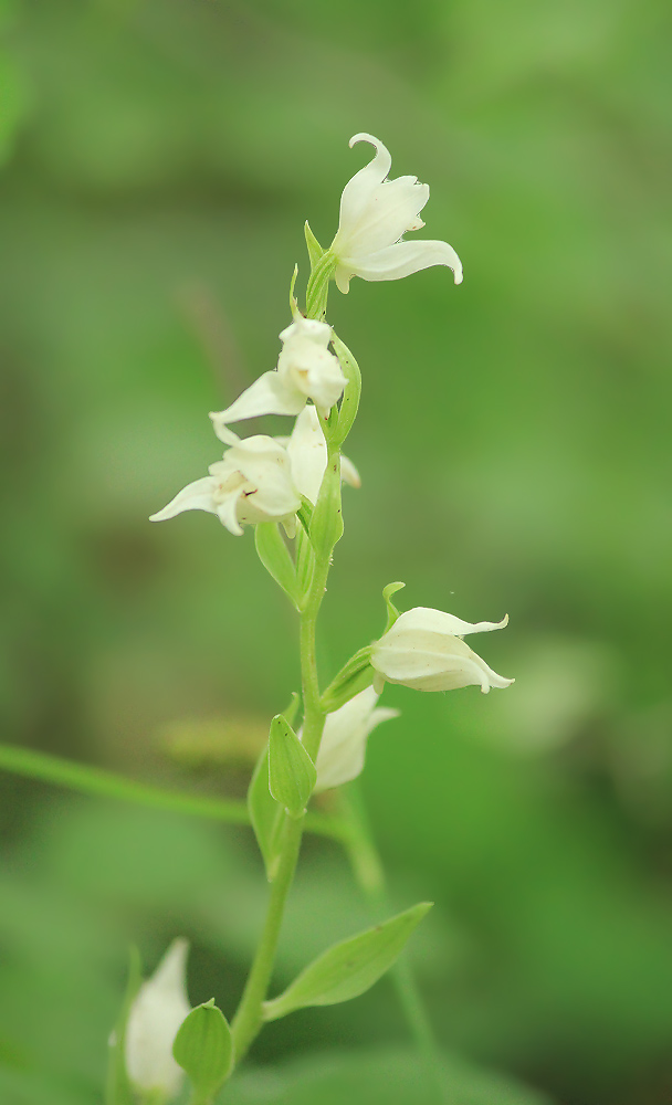 Изображение особи Cephalanthera epipactoides.