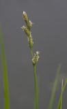 Carex canescens