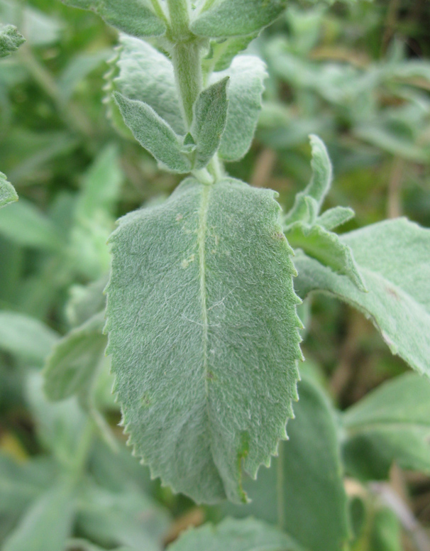 Изображение особи Mentha longifolia.