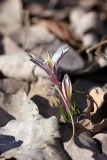 Colchicum kesselringii. Цветущее растение. Южный Казахстан, левобережье Сыр-Дарьи выше Сюткента. 28.03.2014.